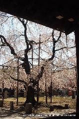 洛中洛外京桜図　一見さんの桜に通の桜　編　その二