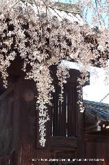 西陣の日蓮宗寺院の櫻　その1 : 表大門