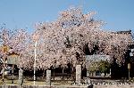 西陣の日蓮宗寺院の櫻　その1 : 表大門と枝垂桜