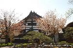 西陣の日蓮宗寺院の櫻　その1 : 庫裏と前庭