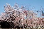西陣の日蓮宗寺院の櫻　その1 : 妙覚寺の門前に咲き乱れる桜たち