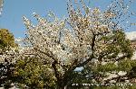 西陣の日蓮宗寺院の櫻　その1 : 山桜