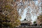 洛中洛外京桜図　一見さんの桜に通の桜編　その一 : 妙覚寺大門より妙顕寺の裏塀と地蔵堂が見える