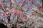 西陣の日蓮宗寺院の櫻　その1 : ソメイや八重桜も枝垂れに負けじと開き出す