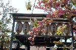 京の八重桜探訪