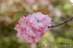 京の八重桜探訪