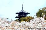 京の八重桜探訪