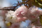 京の八重桜探訪