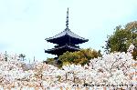 京の八重桜探訪 : 御室桜と五重塔