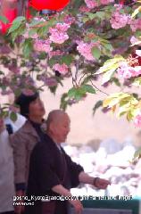 京の八重桜探訪 : 住職に案内され普賢桜や関山桜を愛でる