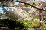 京の八重桜探訪 : 北神苑入口から左右に桜のトンネルが通る