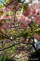 京の八重桜探訪 : 勾玉池に繋がる散策路をゆく