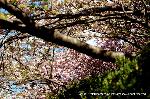 知られざる桜の見所