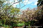 洛中洛外京桜図　一見さんの桜に通の桜　編　その四