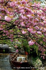 京の八重桜探訪 : 角倉邸跡地付近に舟留りが再現されている