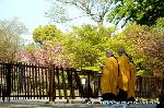 京の八重桜探訪 : 金堂前で夕刻の読経に般若心経が唱えられていた