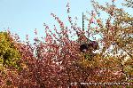 京の八重桜探訪 : 咲き誇る八重桜が五重塔の足元に