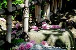 京の八重桜探訪 : 花冠ごとポトリと落花する
