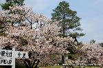 京の八重桜探訪 : 仁王門から中門にいたる参道脇
