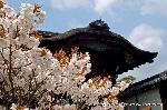 京の八重桜探訪 : 勅使門と御室桜の有明