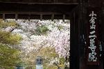 桜見に曲水宴 : 小倉山二尊院の総門は豪商角倉了以の寄進である。