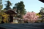 桜見に曲水宴 : 勅使門と本堂との間に前庭があり、総門内の紅葉の馬場同様に桜と紅葉が咲く。