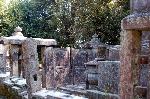 桜見に曲水宴 : 二尊院の墓地。