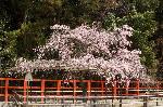 桜見に曲水宴 : 風流桜