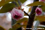 八重桜の園　千本ゑんま堂 : 中心部の花弁が蓮華色なのは二尊院普賢象