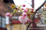 八重桜の園　千本ゑんま堂