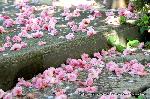 八重桜の園　千本ゑんま堂 : 斬首される囚人に仏心を起こさせたと伝わる