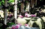 八重桜の園　千本ゑんま堂 : 花冠ごと落ちる