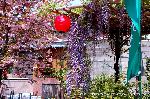 八重桜の園　千本ゑんま堂 : 童観音に琴平桜と藤