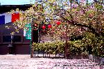 八重桜の園　千本ゑんま堂 : 開山堂前庭の八重桜の落花