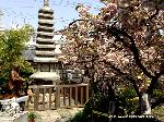 八重桜の園　千本ゑんま堂 : 紫式部ブロンズ像と供養塔に普賢象桜