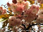 八重桜の園　千本ゑんま堂 : 普賢象桜
