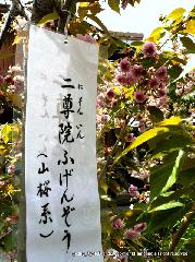知られざる桜の見所 : 二尊院普賢象