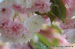 八重桜の園　千本ゑんま堂 : 普賢象は花芯から青い牙を伸ばしている