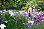 野花菖蒲で田植えを知る