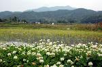 野花菖蒲で田植えを知る : 水田と愛宕山