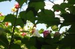 芙蓉の寺に魅せられて