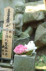 芙蓉の寺に魅せられて