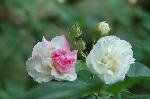 芙蓉の寺に魅せられて