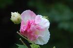 芙蓉の寺に魅せられて
