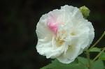 芙蓉の寺に魅せられて