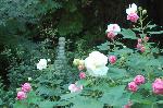 芙蓉の寺に魅せられて