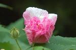 芙蓉の寺に魅せられて