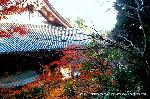 最後の紅葉あれこれ : 金堂から多宝塔へのわき道より