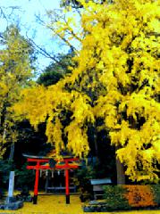 秋の物見遊山 / 岩戸落葉神社