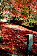 秋の物見遊山 / 岩戸落葉神社